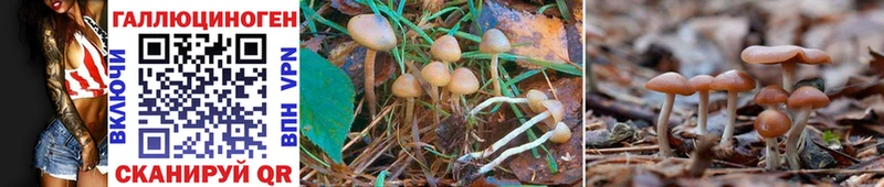 Купить где  Шумиха  Псилоцибиновые грибы Psilocybe 